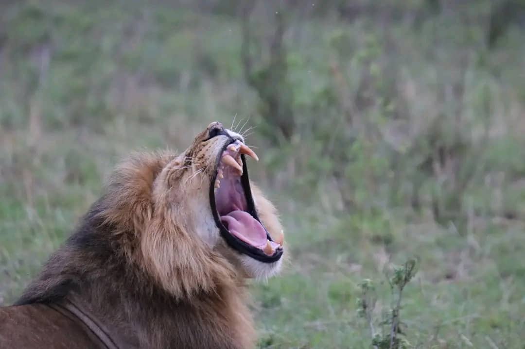 Roaring success: lions return to Rwanda, with rhinos next?