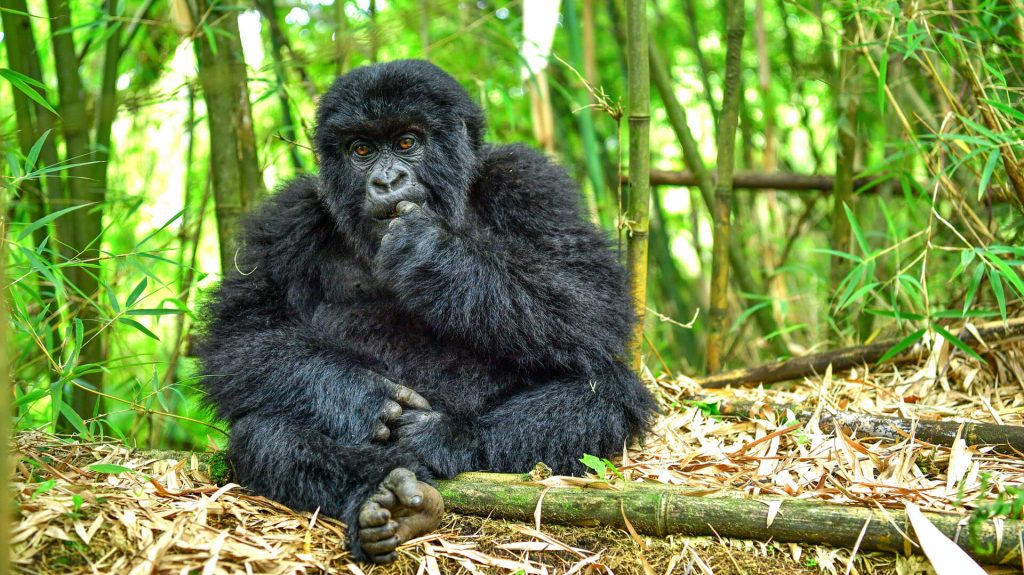 young mountain gorilla eating, volcanoes national park, rwanda